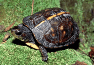 Gulf Coast box turtle