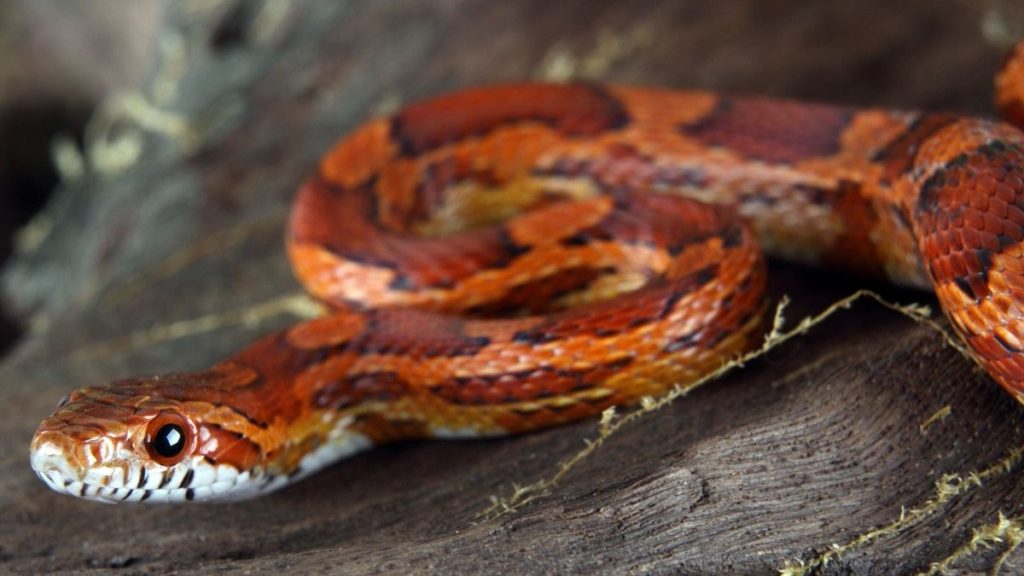 Corn Snake vs Coral Snake MyPetCareJoy
