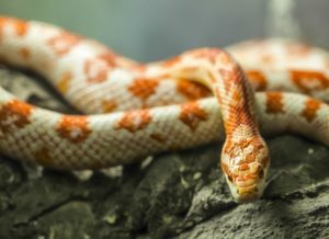 How Often To Feed Corn Snakes