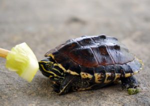 How To Feed Box Turtles And How Often