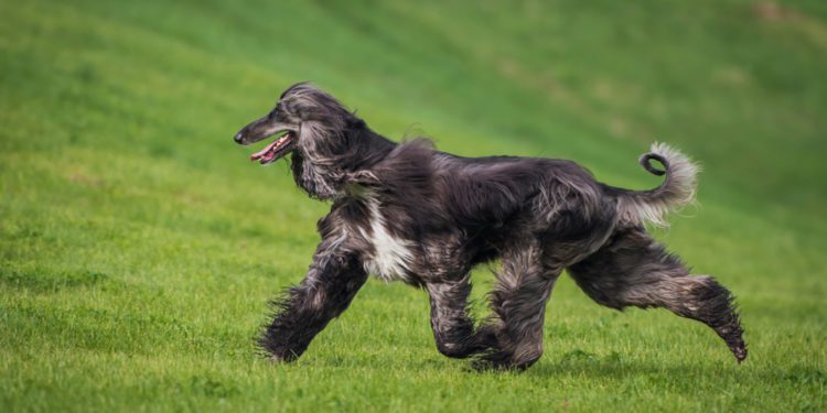 How To Groom The Coat Of Your Afghan Hound
