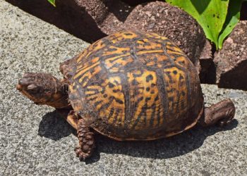 How To Moisturize A Turtle Shell