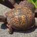 How To Moisturize A Turtle Shell