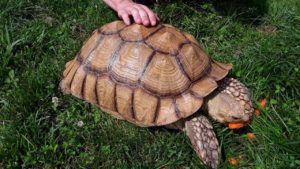How To Moisturize A-Turtle's Shell