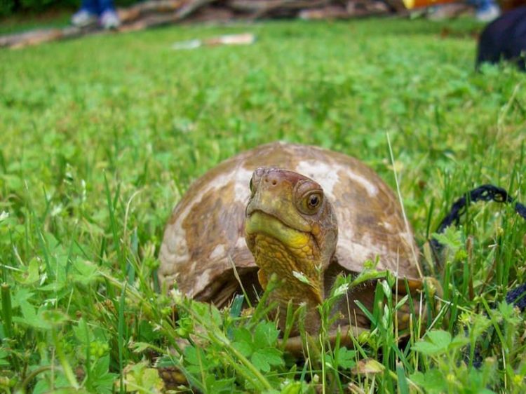 How To Take Care Of A Box Turtle? | MyPetCareJoy