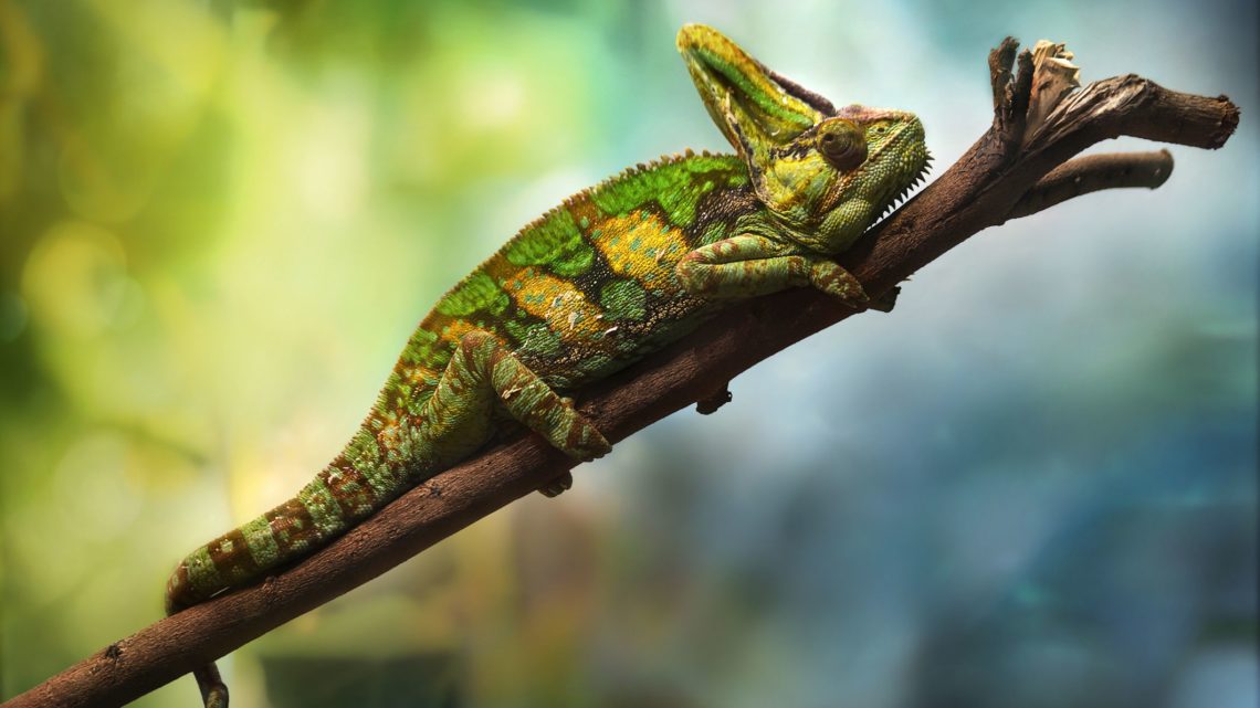 How To Take Care Of A Veiled Chameleon? | MyPetCareJoy