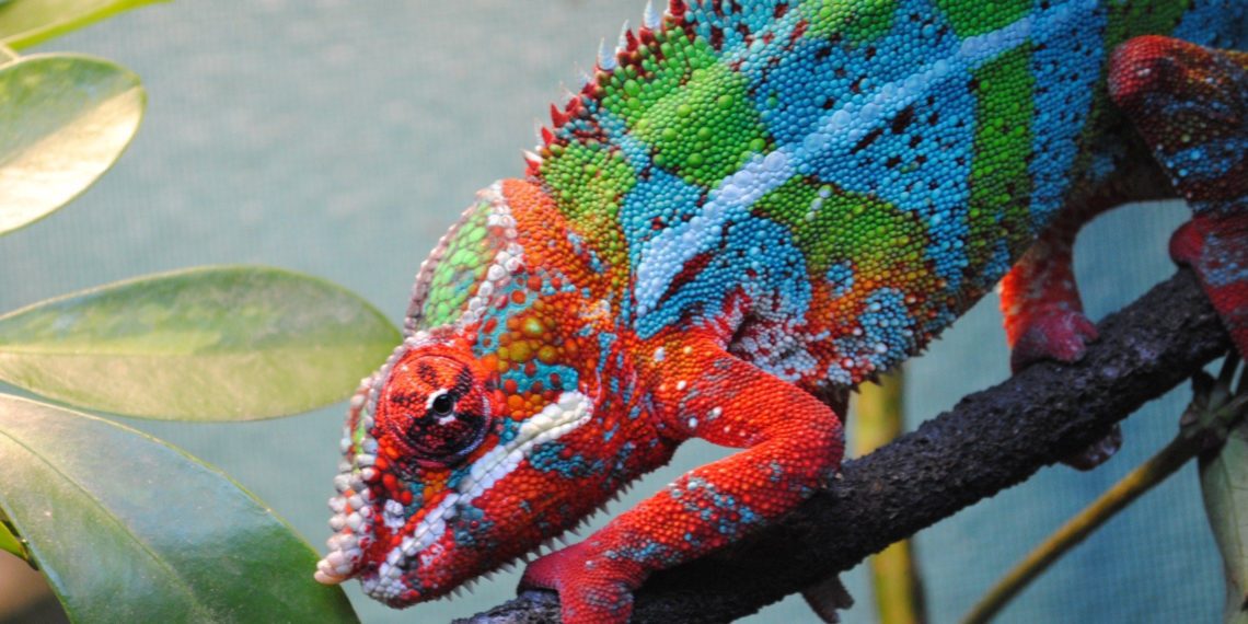 How To Take Care Of Panther Chameleon? 