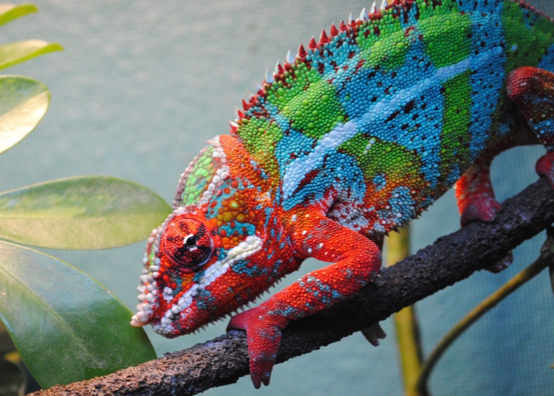 How Big Do Chameleons Get? | MyPetCareJoy