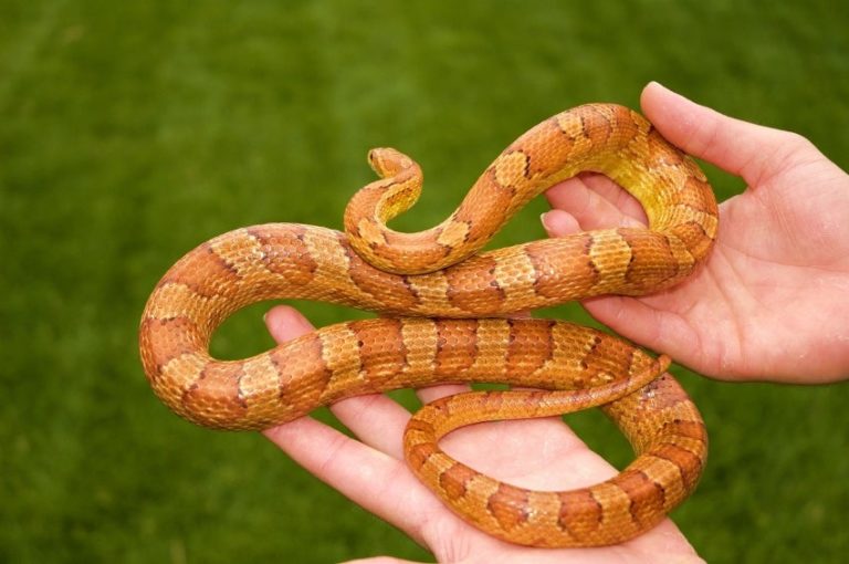 How To Tame A Corn Snake? MyPetCareJoy