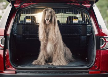How To Transport Afghan Hound In Car