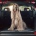 How To Transport Afghan Hound In Car