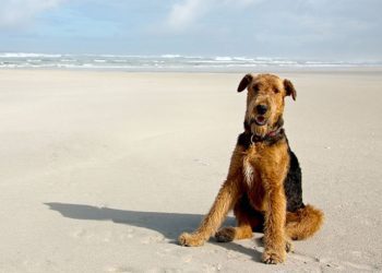How To Wash An Airedale Terrier