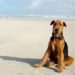 How To Wash An Airedale Terrier
