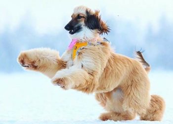 How to help an Afghan hound lose weight