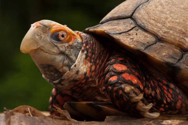 8 Box Turtle Varieties That Make Great Pets | MyPetCareJoy