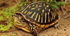 Ornate Box turtle