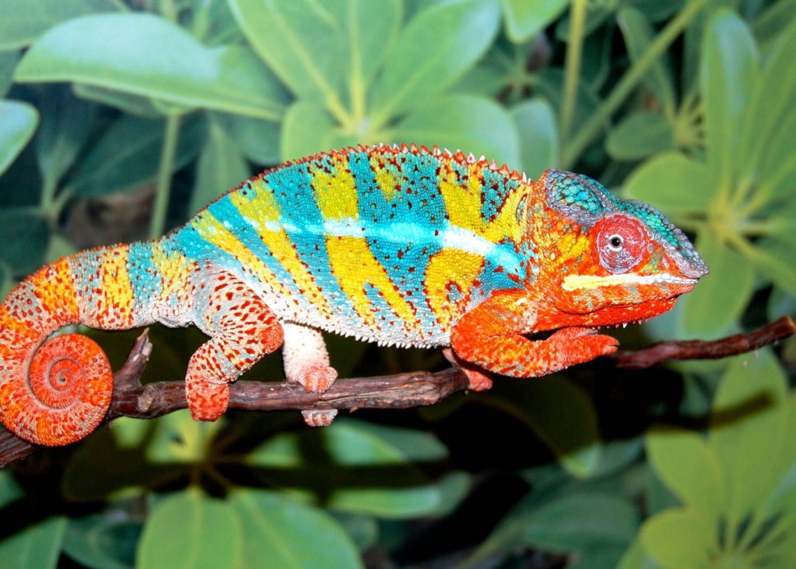 How Big Do Chameleons Get? | MyPetCareJoy