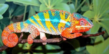 What Do Panther Chameleons Eat? | MyPetCareJoy