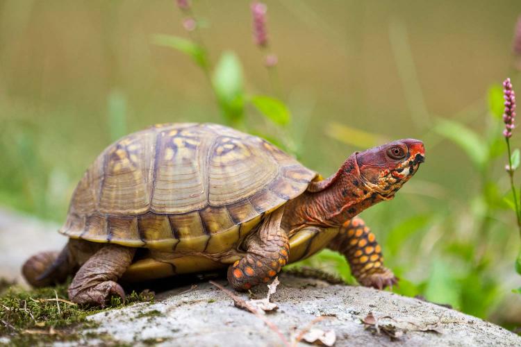 8 Box Turtle Varieties That Make Great Pets | MyPetCareJoy