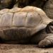 Tortoise