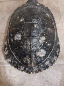Turtle Shell Rot-Symptoms, Causes and Treatments