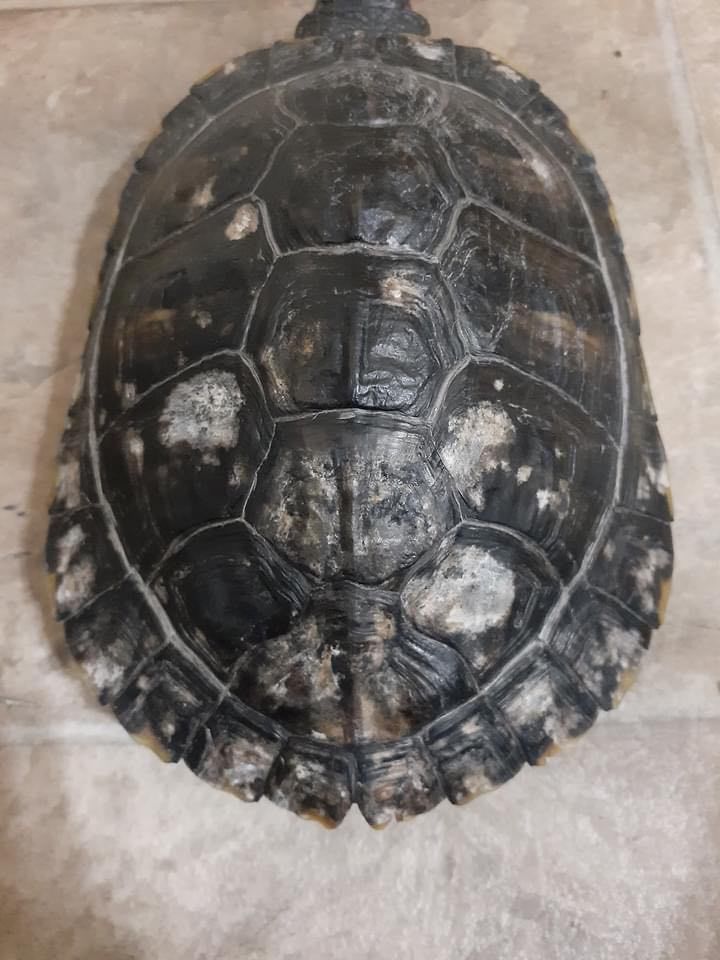 Turtle Shell Rot Symptoms Causes And Treatments MyPetCareJoy   Turtle Shell Rot Symptoms Causes And Treatments 1 