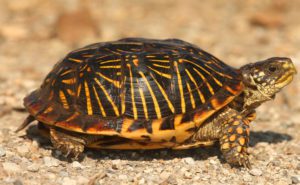 Western Box turtles