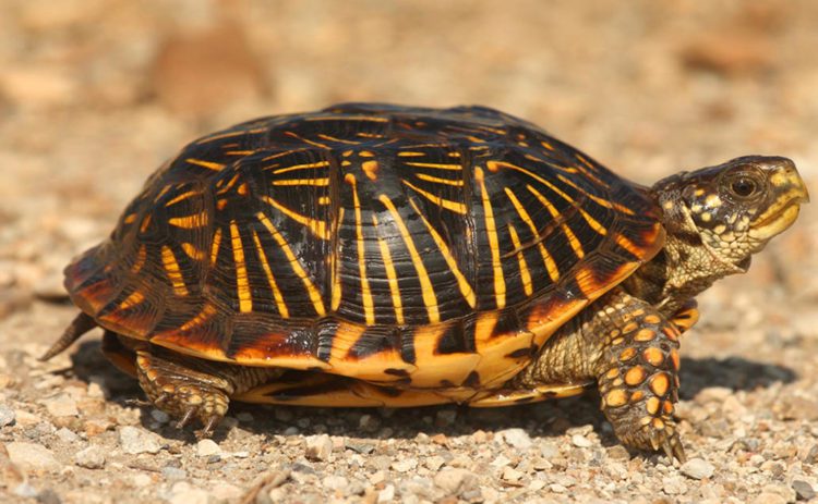 8 Box Turtle Varieties That Make Great Pets | MyPetCareJoy