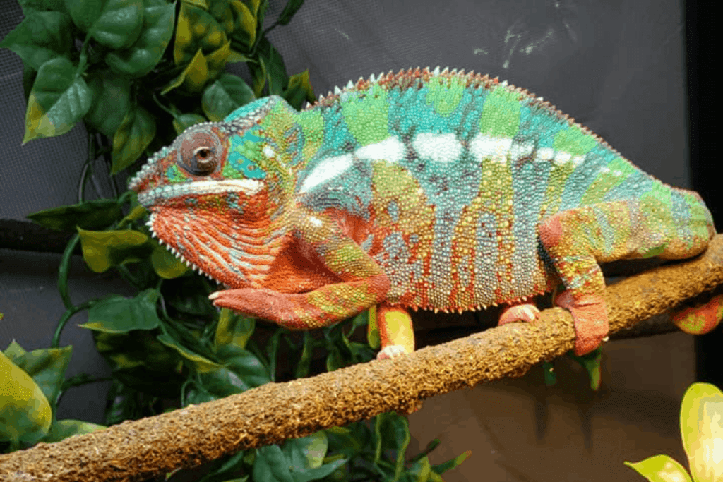 What Do Panther Chameleons Eat? | MyPetCareJoy