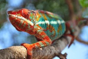 What Do Panther Chameleons Eat? | MyPetCareJoy