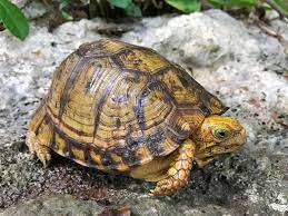 Yucatan Box Turtle