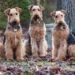 4 Best Outdoor Houses For Airedale Terrier