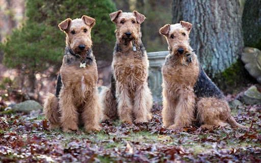 4 Best Outdoor Houses For Airedale Terrier