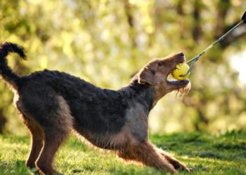 5 Best Toys For Airedale Terrier