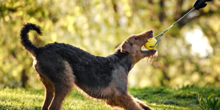 5 Best Toys For Airedale Terrier