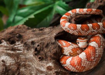 A Guide To Caring For Pet Corn Snakes