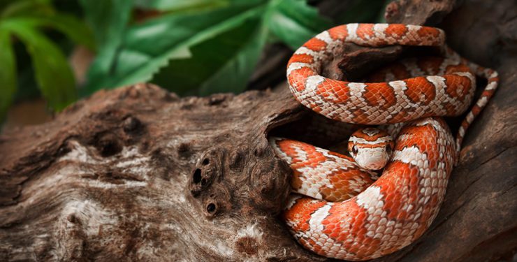 A Guide To Caring For Pet Corn Snakes