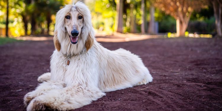 Afghan Hound Drools A Lot