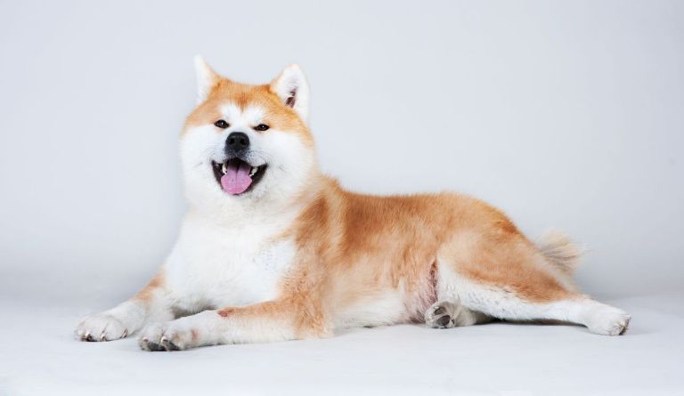 Akita Dog: Everything You Need To Know | MyPetCareJoy