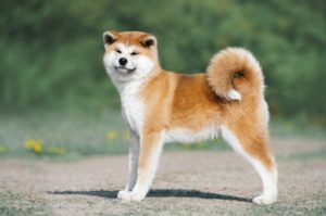 Akita-Dog Everything-You-Need-To-Know