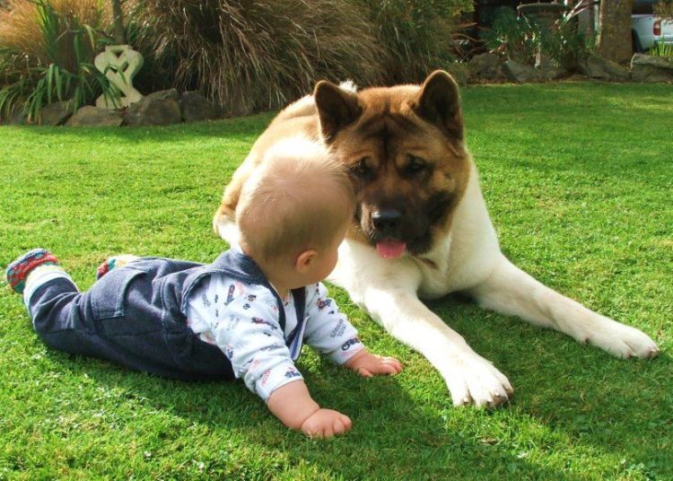 How To Groom Akita? Grooming Tips for Akitas | MyPetCareJoy