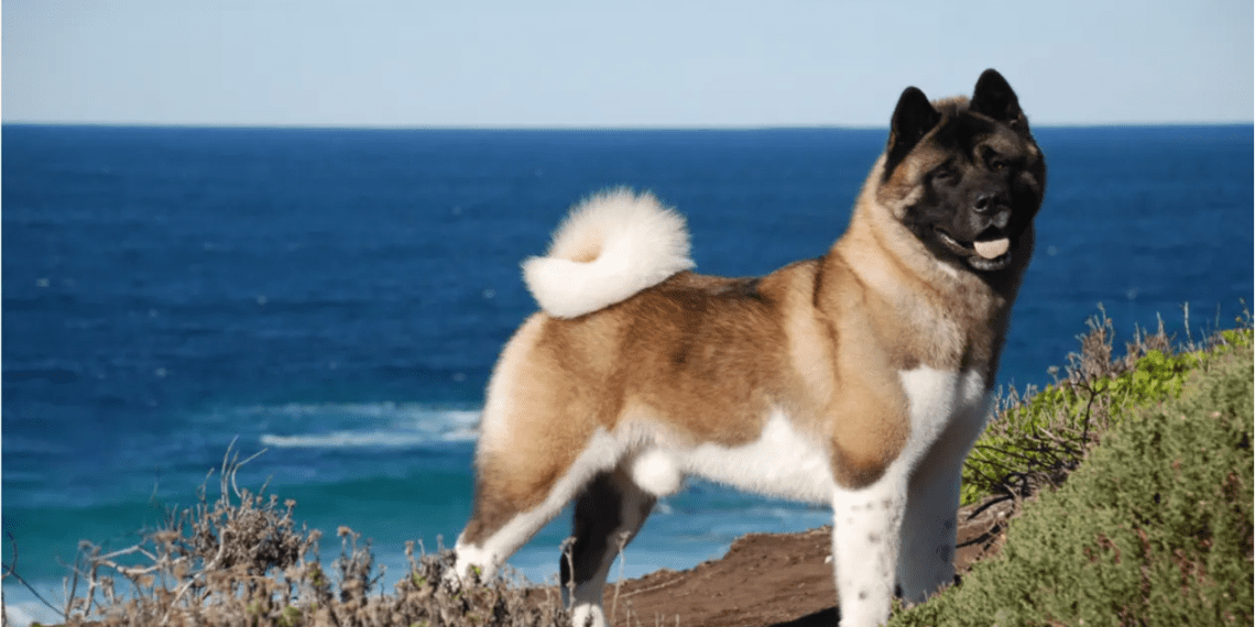 Best Grooming Tool For Akitas Akita Grooming