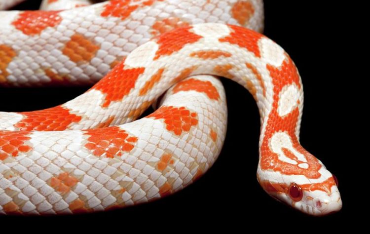 Best Corn Snake Morphs | MyPetCareJoy