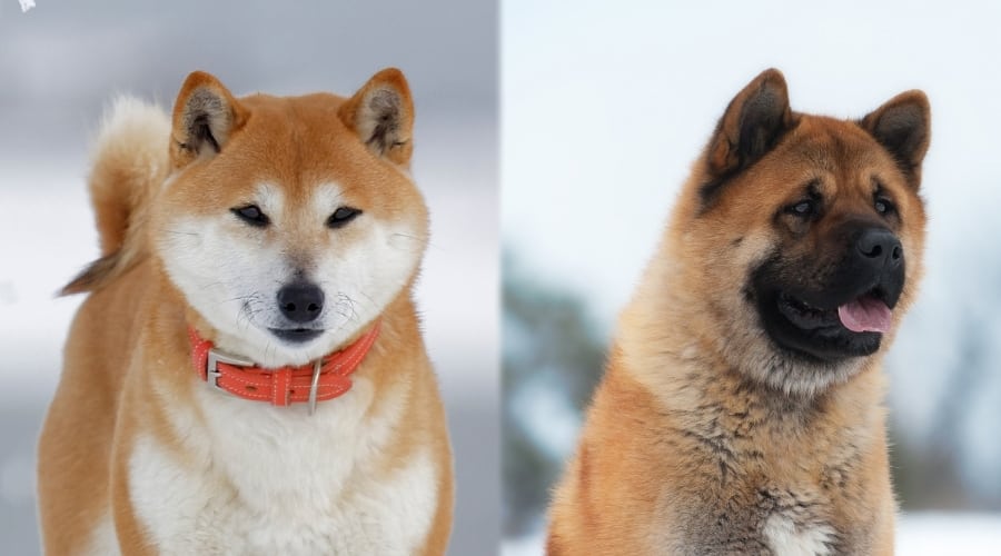 American Akita VS Japanese Akita | MyPetCareJoy