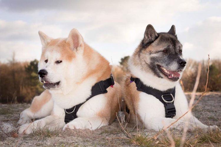 American Akita VS Japanese Akita | MyPetCareJoy