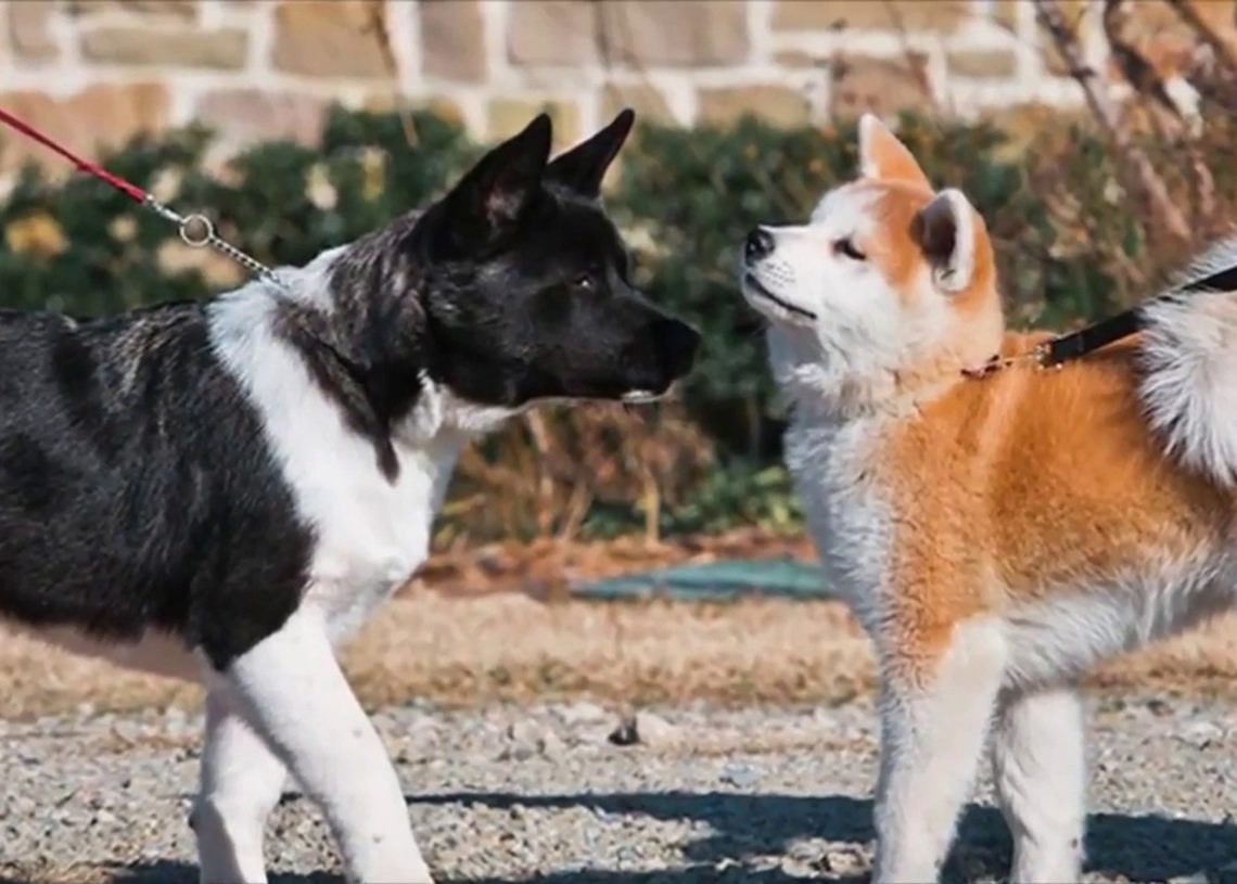 How To Train An Akita To Not Be Aggressive? | MyPetCareJoy