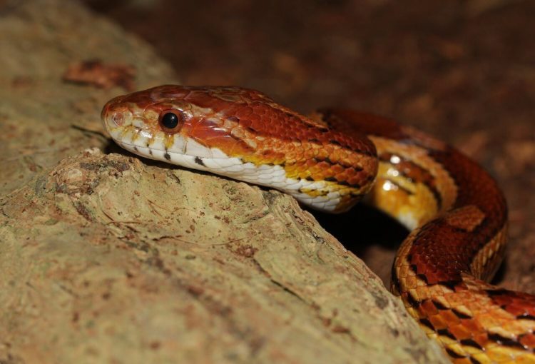 Are Corn Snakes Poisonous? Things to Know | MyPetCareJoy