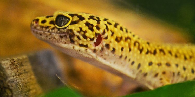 Are Leopard Geckos Smart
