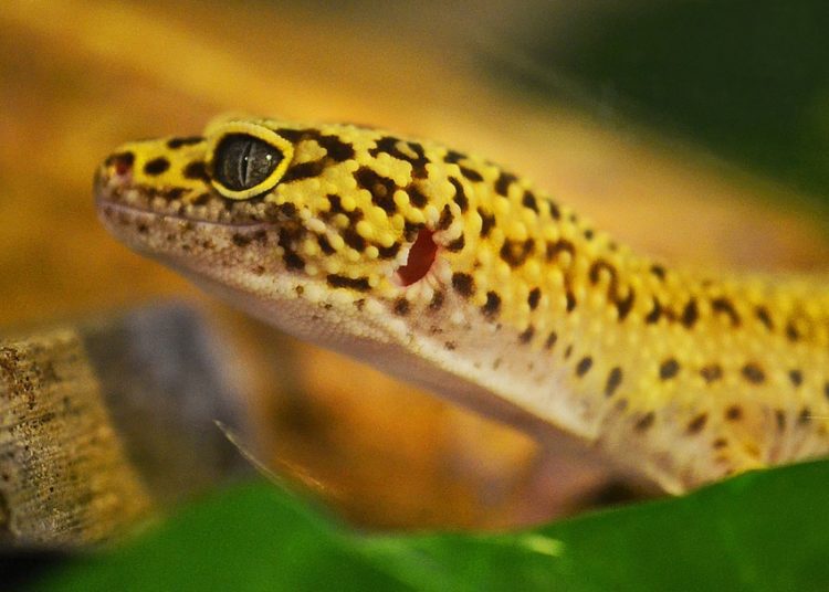 Why does my leopard gecko climb the tank? MyPetCareJoy