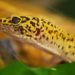 Are Leopard Geckos Smart